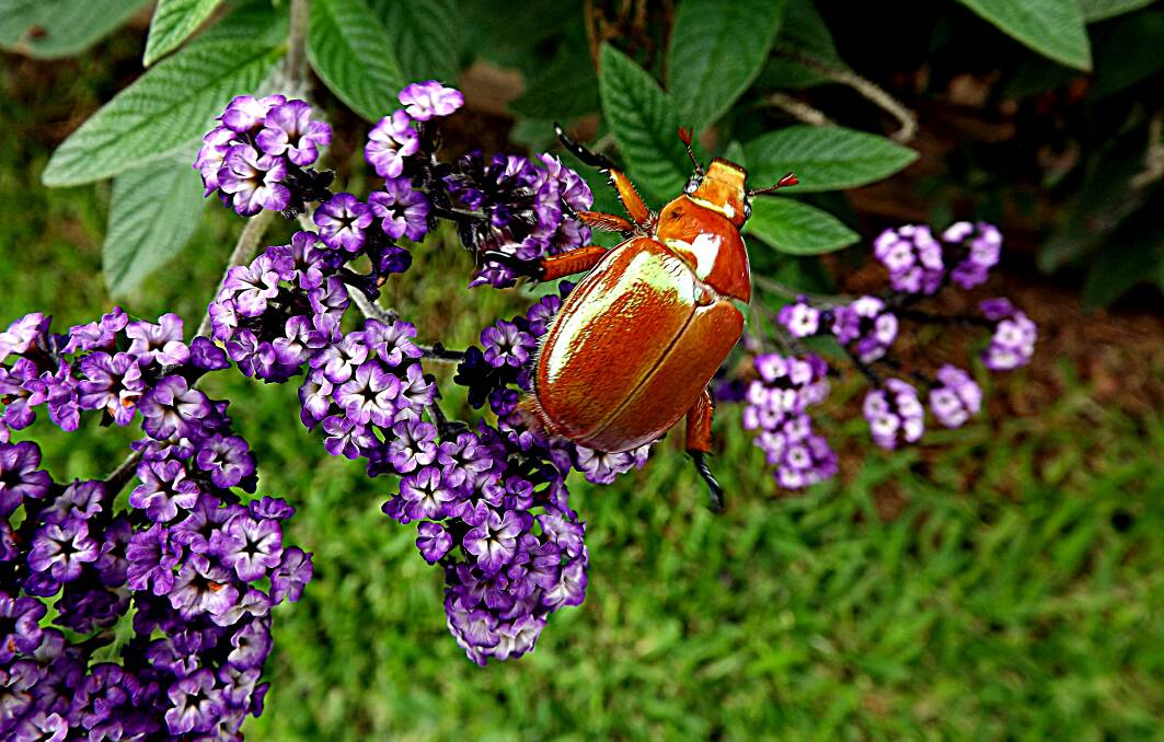IN THE GARDEN: Christmas beetle by Kathy Mitchell. Send us your photos to letters@illawarramercury.com.au or post on our Facebook page.