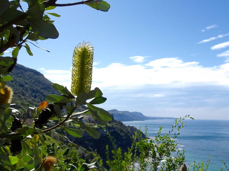 PERFECTION: Banksia and our beautiful coastline by Margaret Johnston. Send us your photos to letters@illawarramercury.com.au or post to our Facebook page.