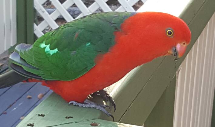 FEATHERED FRIEND: A colourful visitor by Dr Bob Corderoy..Send pictures to letters@illawarramercury.com.au or post to our Facebook page.
