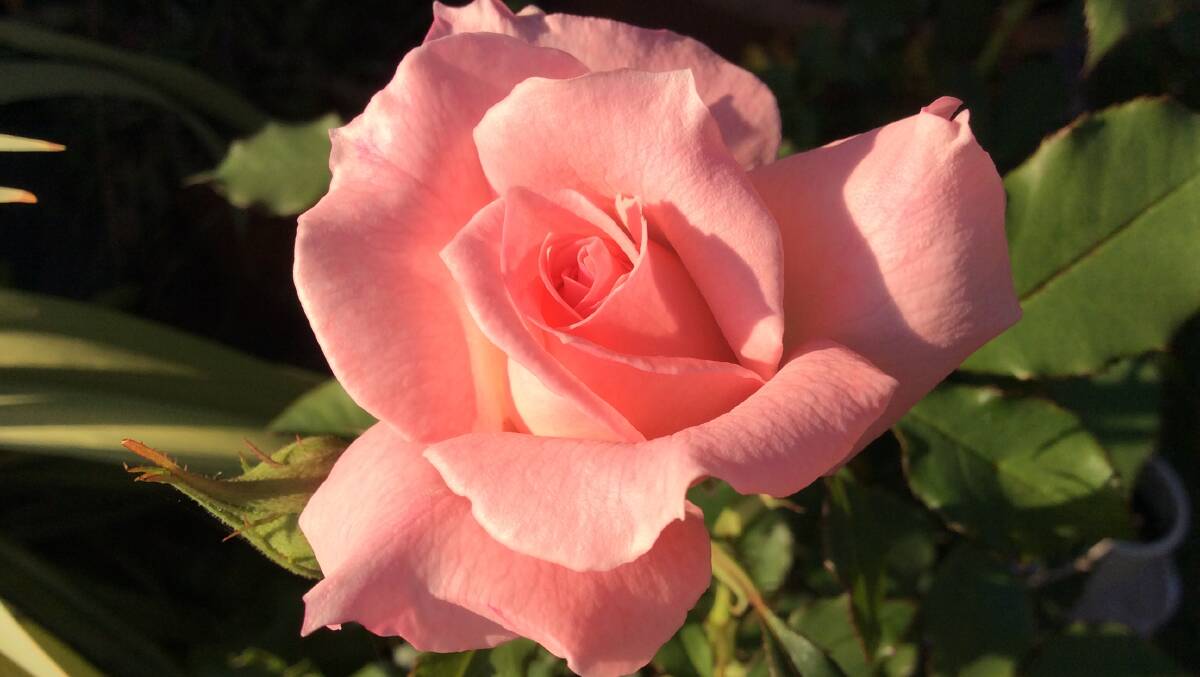 Don't forget to take time out to smell the roses, by Margaret Johnston. Send us your photos to letters@illawarramercury.com.au or post to our Facebook page.