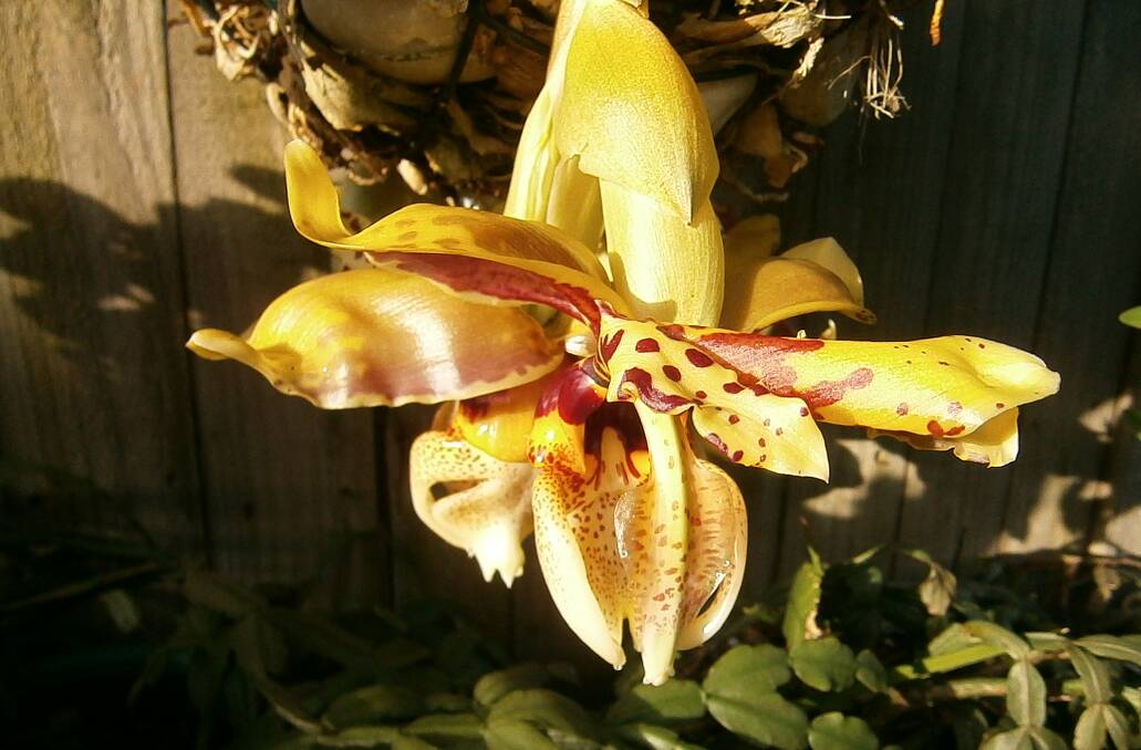 BEAUTIFUL: Backyard orchid by Norma Tyne. Send pictures to letters@illawarramercury.com.au or post to our Facebook page.