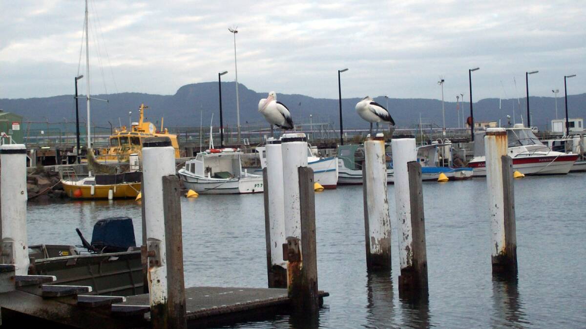 BIRDS OF A FEATHER: Port Kemba by Gino Chiodo. Send your image to letters@illawarramercury.com.au or share it on our Facebook page.