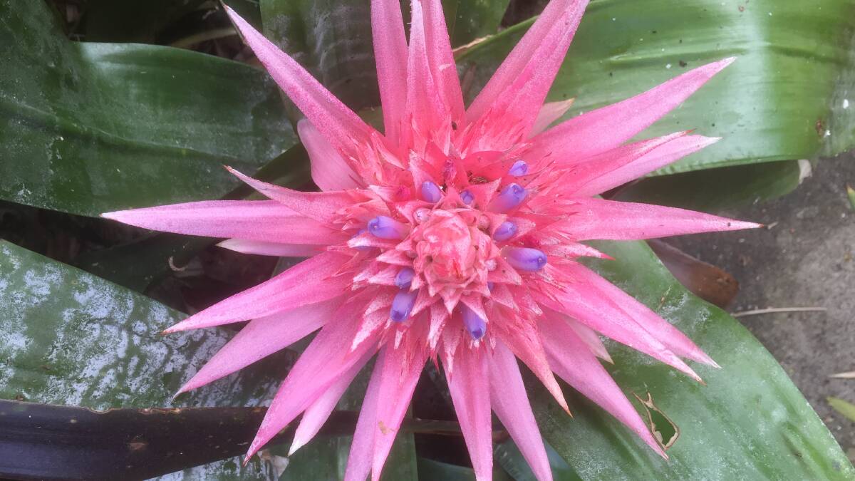 BLOOMIN' GORGEOUS: Mark Way's image of a Bromeliad in bloom. Send your image to letters@illawarramercury.com.au or tag us via @illawarramerc.