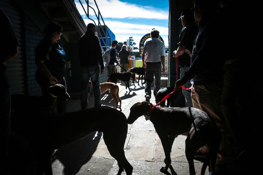 Greyhounds on display at a Dapto auction in 2014. An inquiry into the greyhound industry has seen the government move to shut it down. Picture: Adam McLean