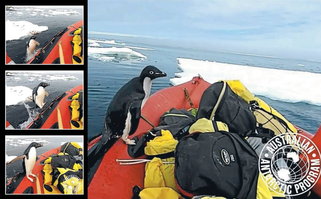 VISITOR: A penguin jumps aboard a boat of UOW researchers on January 16. The red colour on the ice is not blood, rather regurgitated krill. Adélie penguins gorge themselves on krill and then spit up what their stomach can’t fit in.