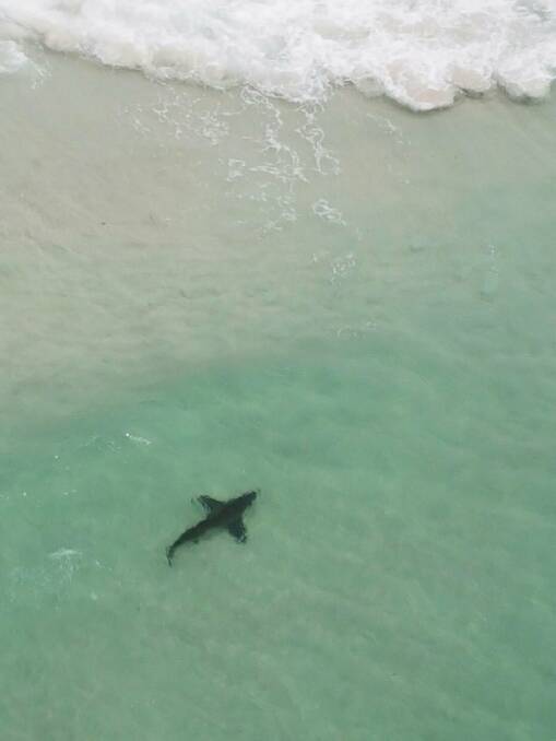 A shark, one of seven spotted by an aerial surveillance helicopter, at Hyams Beach on Saturday morning. Picture: Twitter / @NSWSmarkSmart