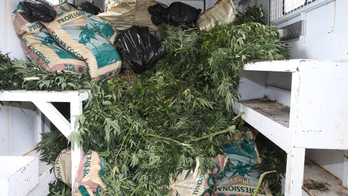 DRUG HAUL: Some of the cannabis plants seized after police raided a building on the Princes Highway at Unanderra on Wednesday. Picture: Robert Peet