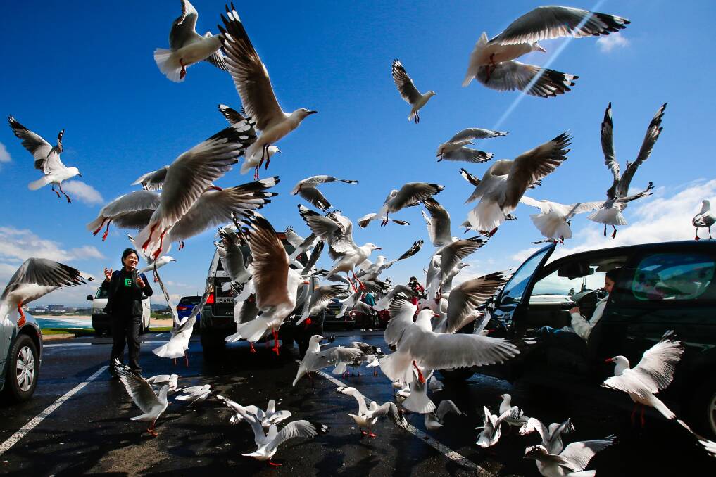 Windy weather has a flock of seagulls in a flutter at Wollongong's Flagstaff Hill recently. Picture: Adam McLean
