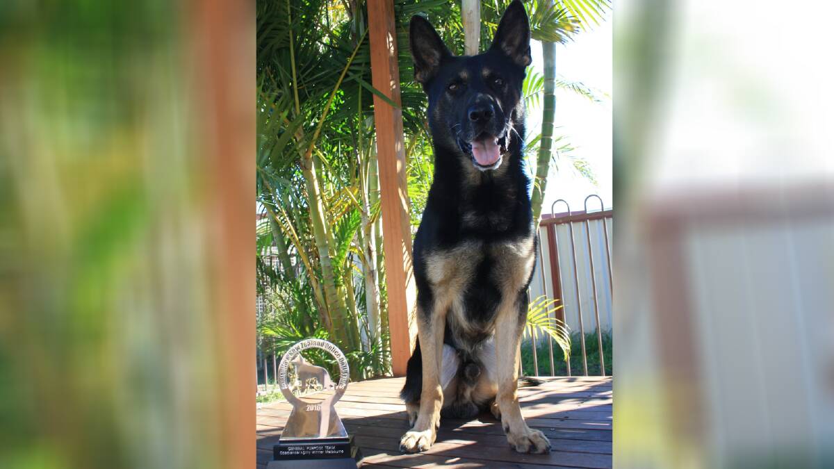 PD Marley, the canine crime-fighter who helped apprehend a man following a pursuit and high-risk incident at Wollongong Hospital on Sunday night. Picture: NSW Police Dog Unit
