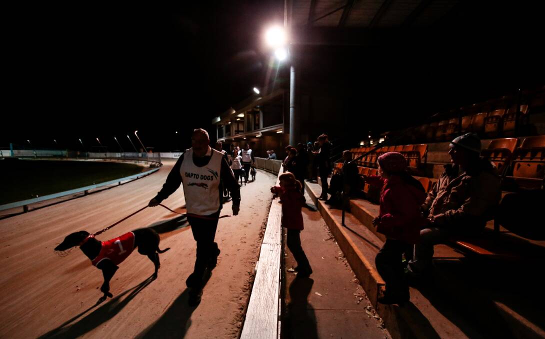 Racing at the Dapto Dogs. Picture: Adam McLean