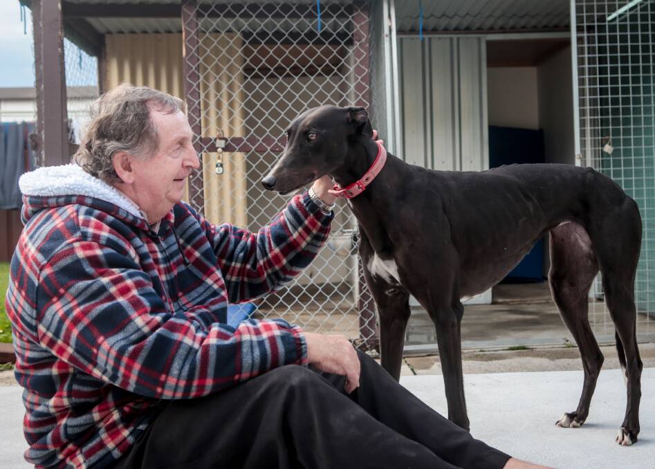 Greyhound trainer Wayne Crouch shares a moment with Molly at his Barrack Heights home on Monday. Picture: Adam McLean