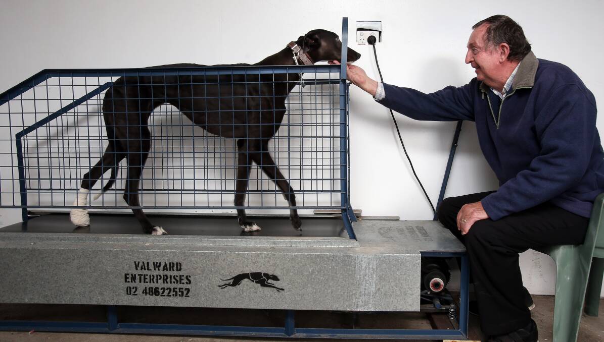 HAPPIER TIMES: Greyhound owner Wayne Crouch, from Barrack Heights, with his dog Cosmic Explosion. Mr Crouch says "common sense has prevailed" after the government overturned its greyhound racing ban. Picture: Robert Peet