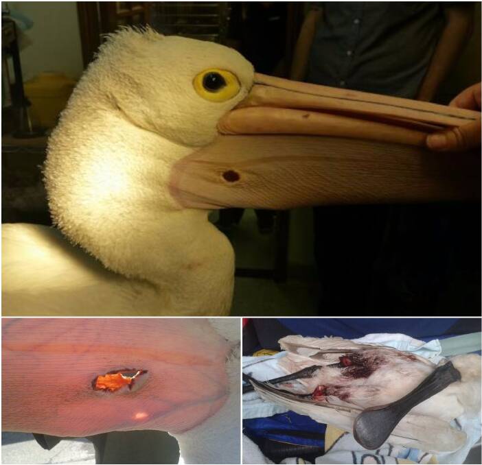 'HEARTBREAKING': Betty Spilsted from Australian Seabird Rescue wants people to see these images of a pelican with an apparent gunshot wound (top, bottom left) and a spoonbill that died after its legs were broken. Pictures: Supplied
