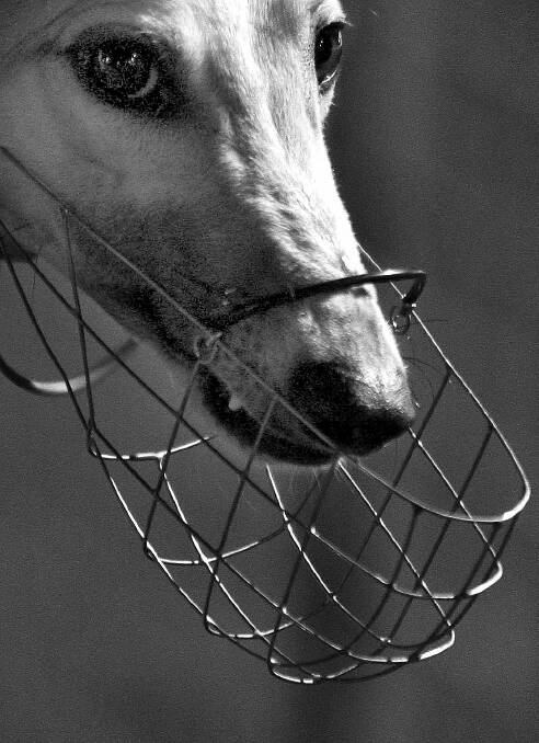 A greyhound at Bulli, 2009.