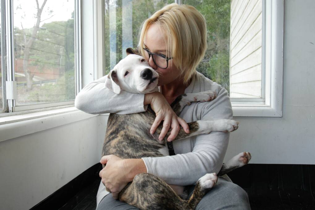 Wollongong Animal Rescue Network (WARN) founder Naomi John with staffy-cross Greg who is being cared for around the clock after ingesting marijuana. Greg has brain damage and suffers seizures. Picture: Adam McLean