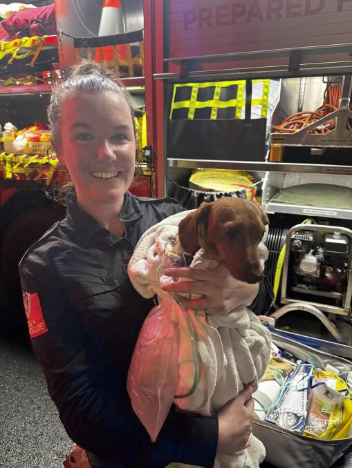 Scooby the miniature dachshund with Fire and Kiama NSW Kiama firefighter Hayley Uren on Tuesday, May 7, 2024. Picture supplied