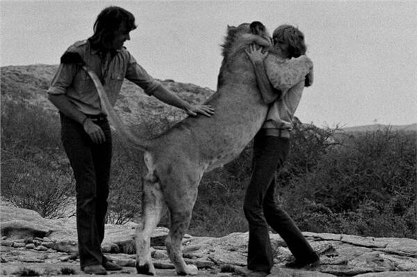 The amazing reunion with Christian the lion.