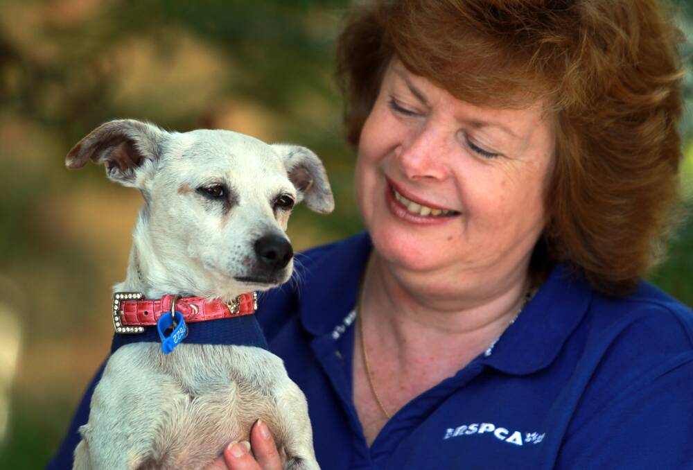 Bolted: RSPCA Unanderra manager Judith Wright with a lost dog. Picture: ORLANDO CHIODO