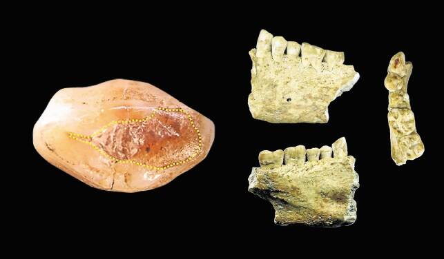 The Stone Age tooth shows the surface covered in beeswax (within the yellow dotted line).