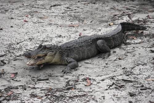 The alligator found at a campsite on the Far South Coast yesterday. Picture: SHARON RASKER