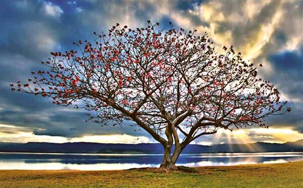 Coral Tree   was shot by Craig Powell.
