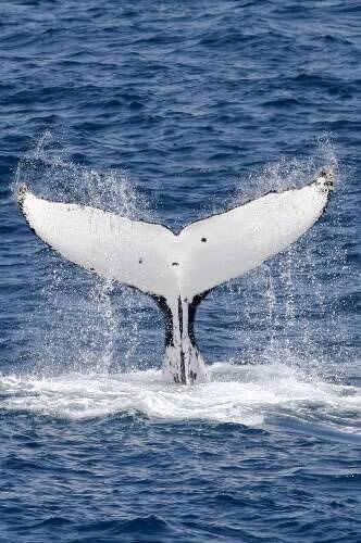 South Coast hosts great humpback comeback