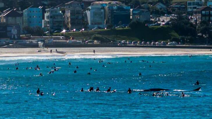 Surfers surround the whale at Bondi Beach on Sunday. Photo: John Brawley