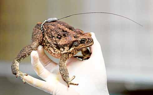 A cane toad with a radio transmitter that is being tracked by researchers at the University of Sydney in an area south of the city. A breeding site of 500 toads has been found at Taren Point in the Sutherland Shire. Picture: QUENTIN JONES