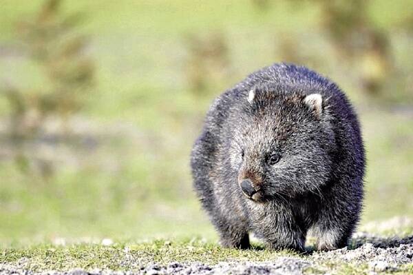 The Wombat Protection Society has slammed a decision to give farmers licences to cull offending wombats.