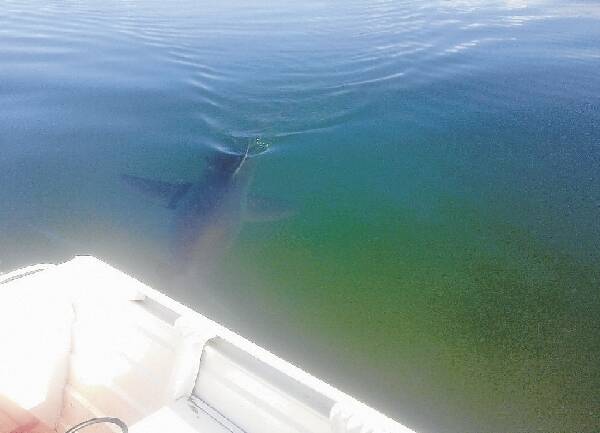 Lake Illawarra great white shark likely to stay