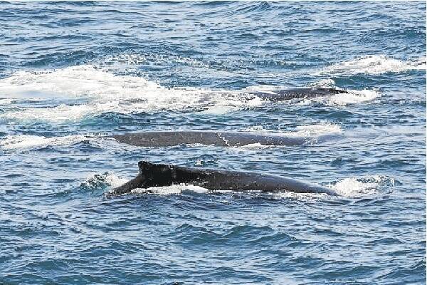 South Coast hosts great humpback comeback