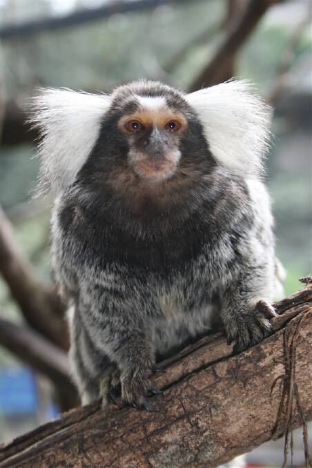 Cheeky, a marmoset monkey like this one pictured, has been stolen from Nowra Wildlife Park.