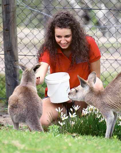 2011 Miss Deaf World Ilaria Galbusera feeds kangaroos at Symbio. Picture: GREG ELLIS