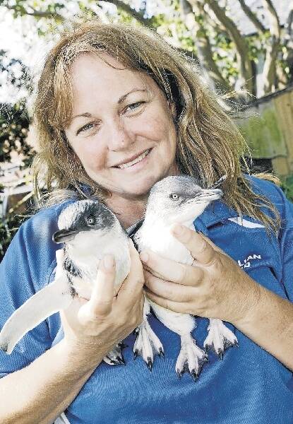 Julie Clarke with the penguins rescued from Port Kembla and Ulladulla over the Christmas break. Picture: DAVE TEASE