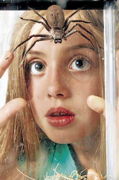 Isabelle Milsom gets a closer look at her pet huntsman spider Fang. Picture: ANDY ZAKELI