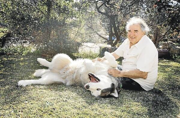 Walter Duran, owner of Alaskan malamute Sumo, says his beloved pet is not a dangerous dog. Picture: SYLVIA LIBER