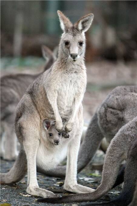 Russia bans kangaroo meat, but Aussies won't eat Skippy