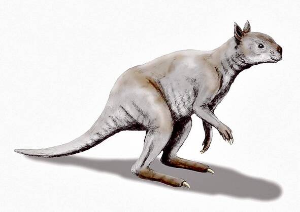 Simosthenurus Occidentalis.