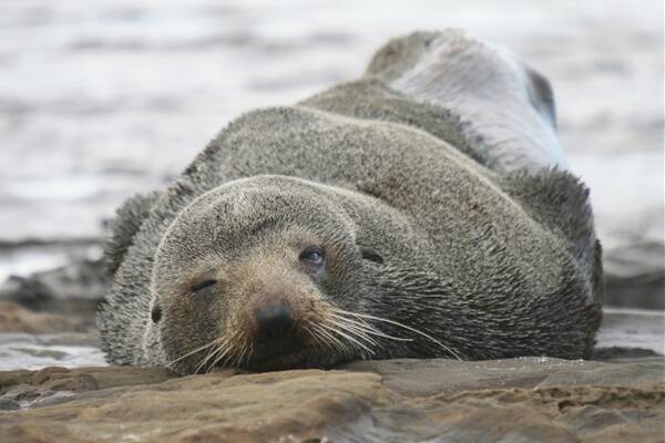 An Australian Fur Seal.