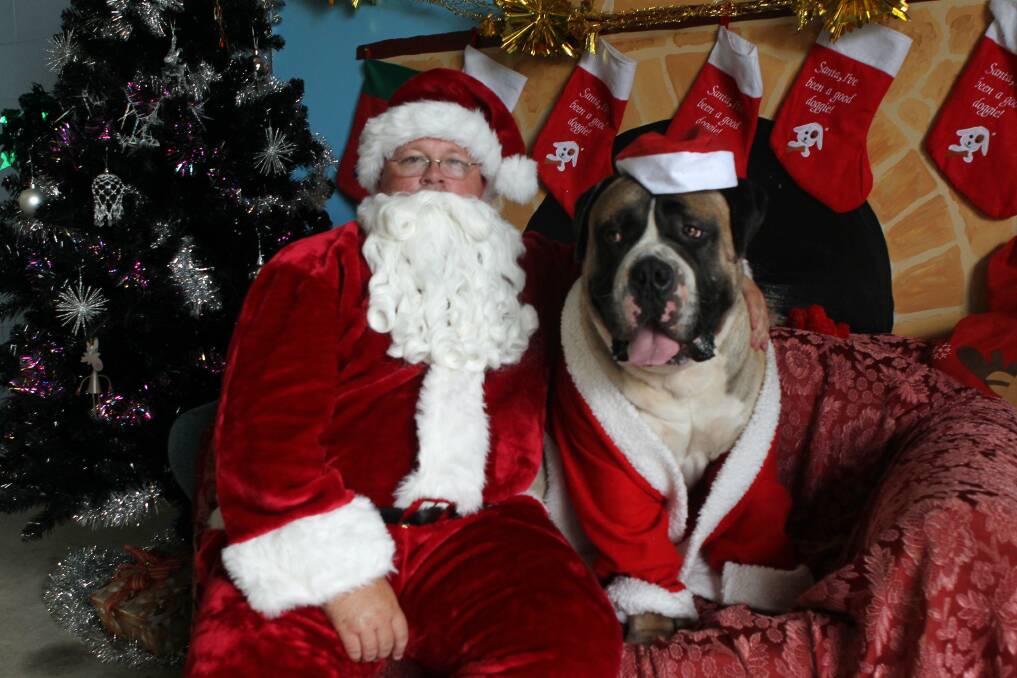 Chums: Our furry friends are getting in on the action this festive season. Pet owners can now get their animal's photo taken with Santa at several malls and businesses in the Illawarra. Picture: GREG TOTMAN