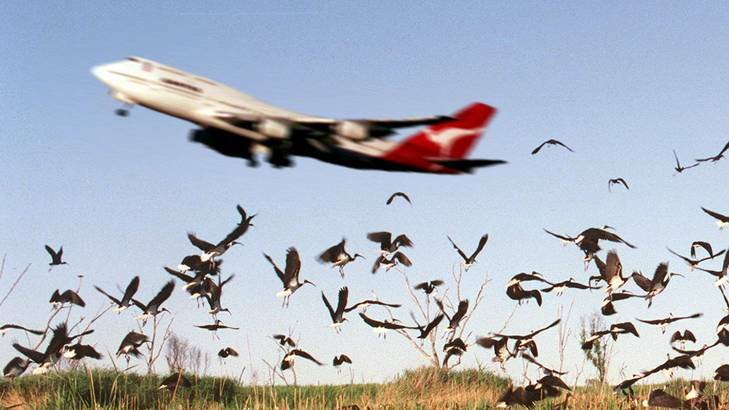 Qantas:961205:SMH GENERIC:Pix by QUENTIN JONES:.....Qantas Jumbo Jet 747.