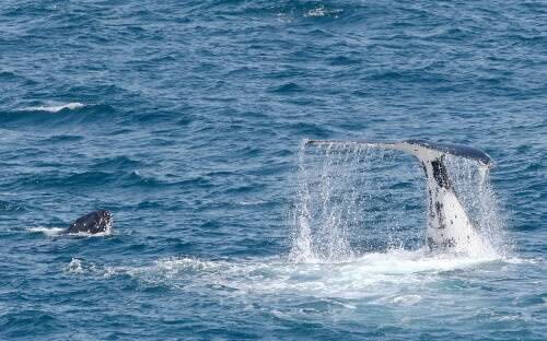 Whales frolic yesterday in the bay on the southern side of Kiama near Easts Beach and Kendalls Beach. Picture: DAVE TEASE