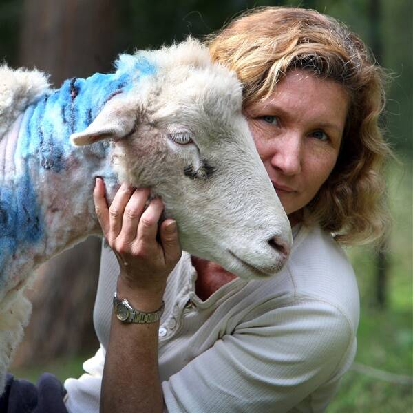 Lisa Woodhouse with her mauled sheep Bubbles. Picture: SYLVIA LIBER