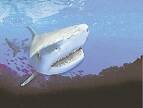 NO CAPTION INFORMATION PROVIDED FOR TRAVEL 040404tiger shark seaworld***FDCTRANSFER***