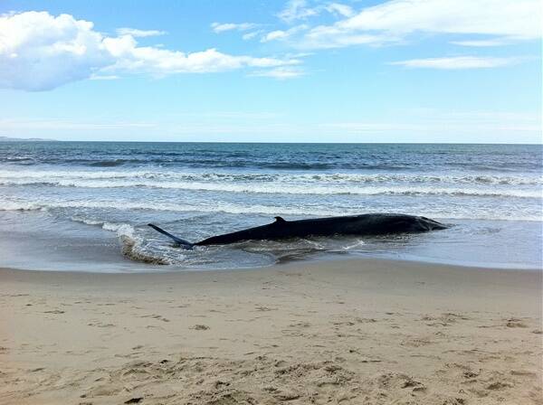 The whale on Seven Mile Beach, near Shoalhaven Heads, after failed attempts to rescue it. Picture: ANDY HUTCHISON