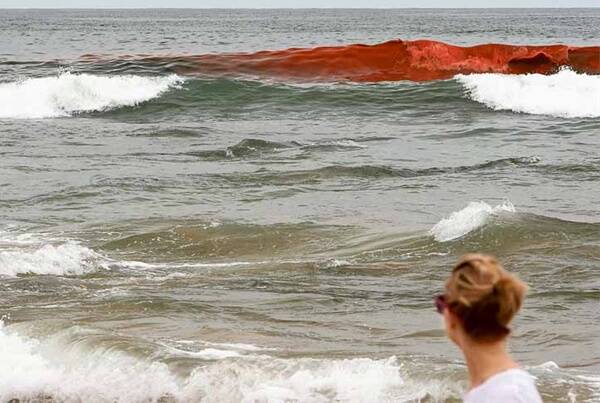 Swimmers warned to avoid red algal bloom
