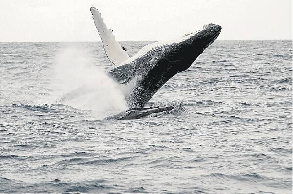 An adult's breaching leap. Picture: NAROOMA CHARTERS