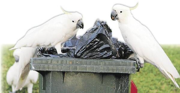 Sulphur-crested cockatoos feast on rubbish from residential bins in an Austinmer street. Picture: KIRK GILMOUR