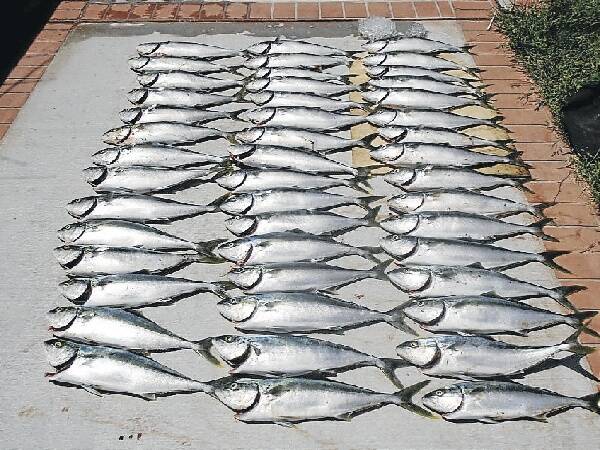 The 46 undersized yellowtail kingfish were discovered during a Shellharbour surveillance operation.
