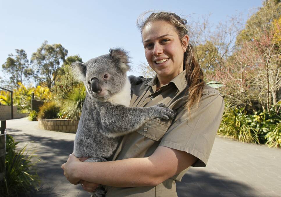 Cassandra Steppacher and one of the koalas she helps care for as a volunteer at Symbio Wildlife Park. Picture: DAVE TEASE
